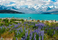 Newsletter Grannies - Unsere Partneragentur in Neuseeland