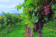 Newsletter Grannies - Granny Aupair gesucht - Ein Sommer in der Pfalz